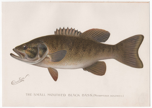 Denton fish lithograph from 1896